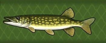 Chain Pickerel