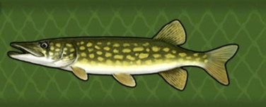 Chain Pickerel - Fishing Planet Wiki