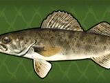 Sauger