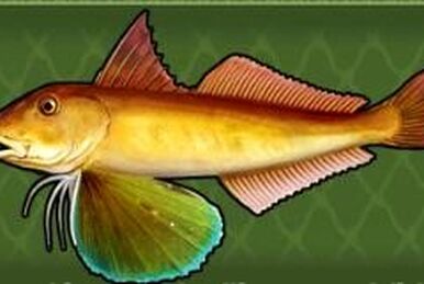 Sun Catfish, Fishing World Wiki