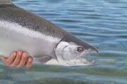 Real Chinook King Salmon