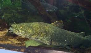 Flathead Catfish - Fishing Planet Wiki