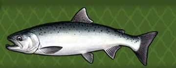 Coho Salmon, Fishing World Wiki