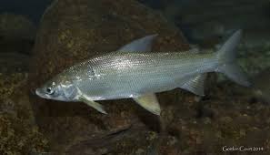 Lake whitefish outlet