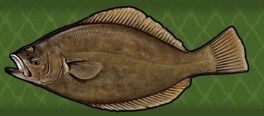 Turbot - Wikipedia