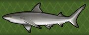 Bull Shark.jpg