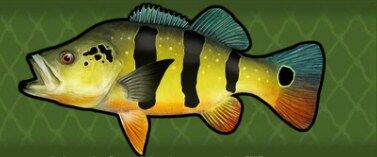 Speckled Peacock Bass, Fishing World Wiki