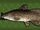 Eel-tailed Catfish
