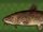 Flathead Catfish