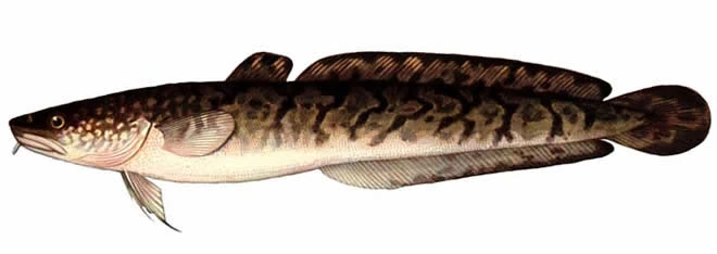 Налим рыба. Черноморская рыба налим. Сыалыьар. Налим рыба. Рыба налим семейство.