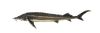 Стерлядь