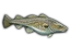 Cod icon