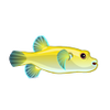 Golden Puffer (1)