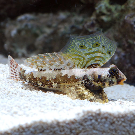Scooter Blenny FishVille Wiki Fandom