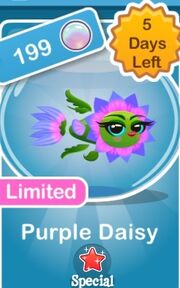 Purple Daisy fish