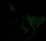 The Farter/Gallery | Five nights with the Farter Wiki | Fandom