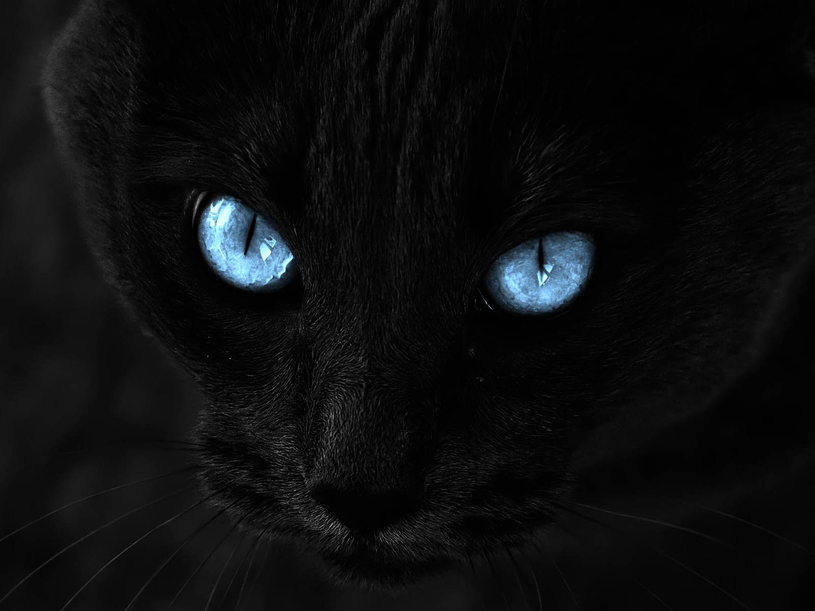 black cat with blue eyes breed