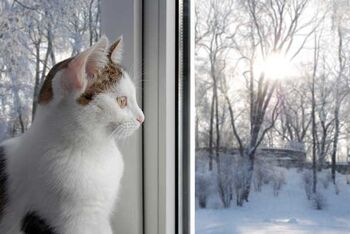 Sad-cat-snowy-window 0