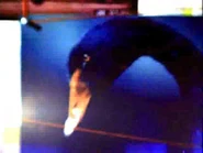 Imagen de un cisne negro