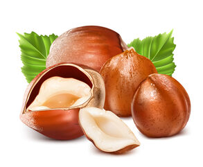 Hazelnut-design-elements-vector.jpg