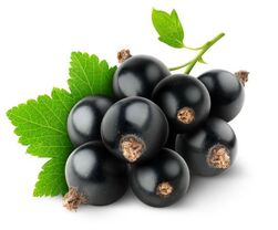 BlackCurrant.jpg