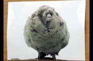 Gary, New Zealand's most famous sheep 