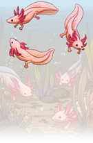 Axolotl