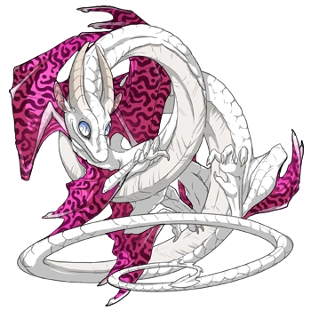 Magenta Hypnotic on a male Spiral