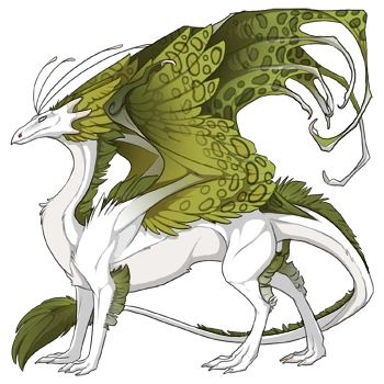 Olive Clouded on a male Skydancer