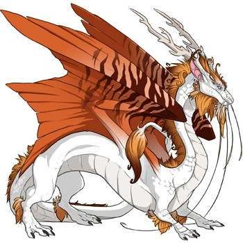 Orange Safari on a male Imperial