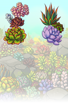 Succulents