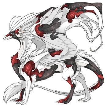 Charcoal Koi on a male Skydancer