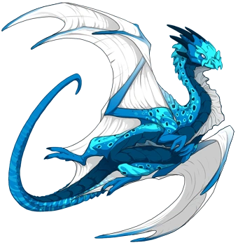 Caribbean Clown on a female Nocturne