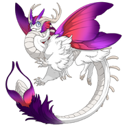 Orchid Blend on a male Aether