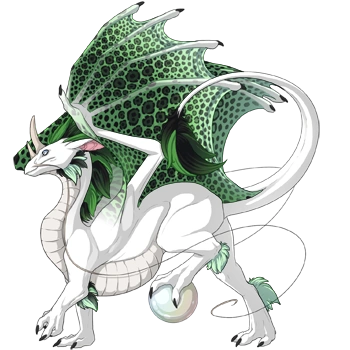 Fern Rosette on a male Pearlcatcher