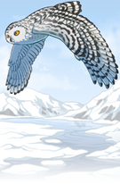 Snowy Owl
