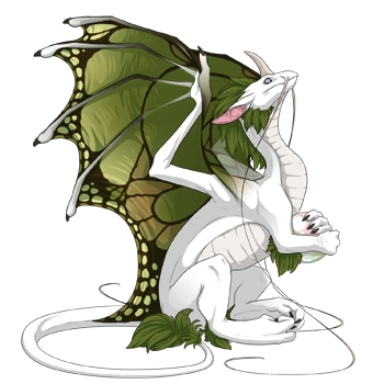 Crocodile Butterfly on a female Pearlcatcher