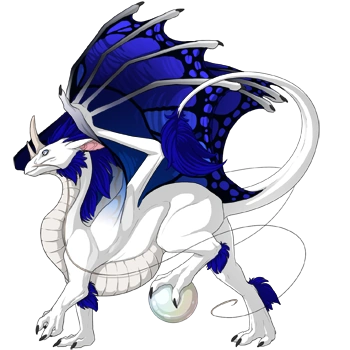 Sapphire Butterfly on a male Pearlcatcher