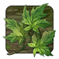 Maple Leaf - Dryad