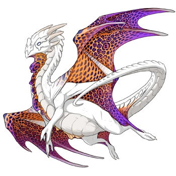 Sunset Rosette on a male Nocturne