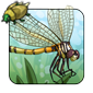 Dragonfly - Earth, Light, Nature, Water