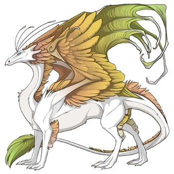 Goldenrod Shimmer on a male Skydancer