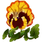 Orange Blotch Pansy - Earth, Wind, Ice, Light, Fire