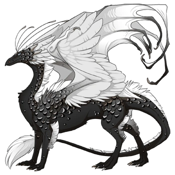 Black Laced on a male Skydancer