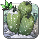 Tundra Cactus - Venerable Shalebuck