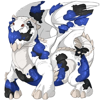 Blue Koi on a male Snapper