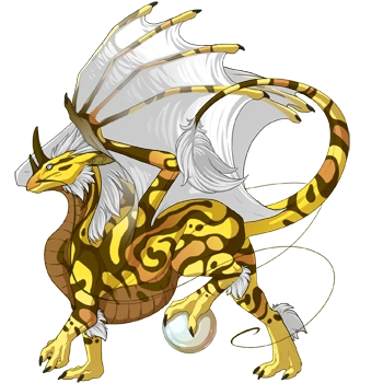 Lemon Swirl on a male Pearlcatcher