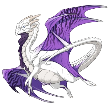 Purple Safari on a male Nocturne