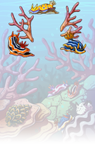 Sea Slugs