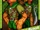 El Clan Cluckshire